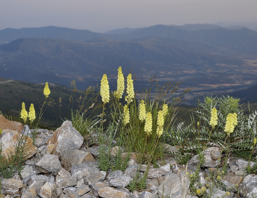 Image of Linaria peloponnesiaca specimen.