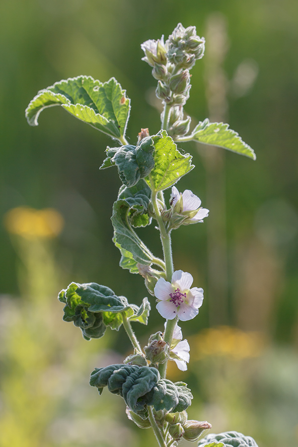 Image of Althaea officinalis specimen.