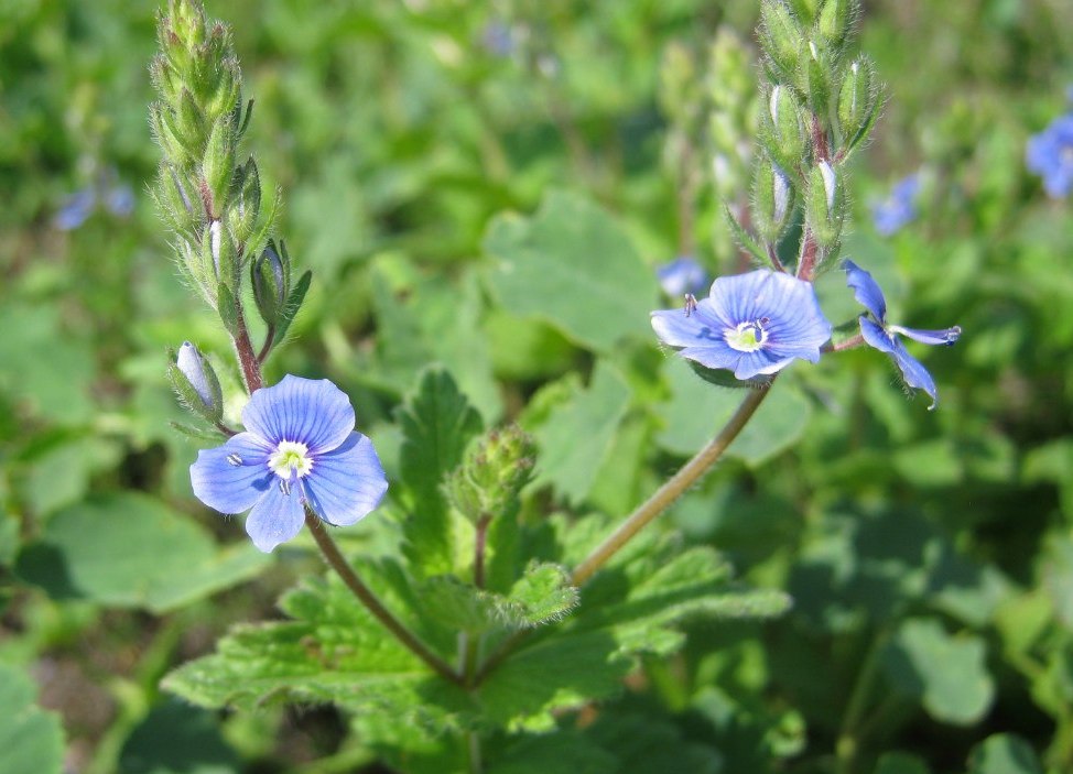 Image of Veronica chamaedrys specimen.