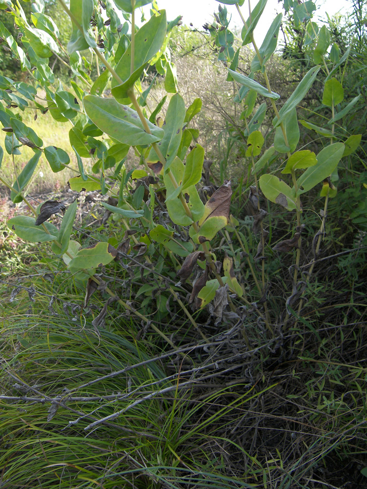 Изображение особи Cerinthe glabra ssp. caucasica.