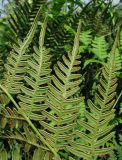 Pteridium pinetorum. Часть вайи с сорусами (вид с обратной стороны). Архангельская обл., Вельский р-н, окр. пос. Солгинский. 05.08.2013.