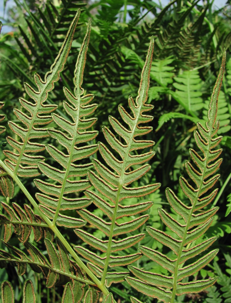 Image of Pteridium pinetorum specimen.