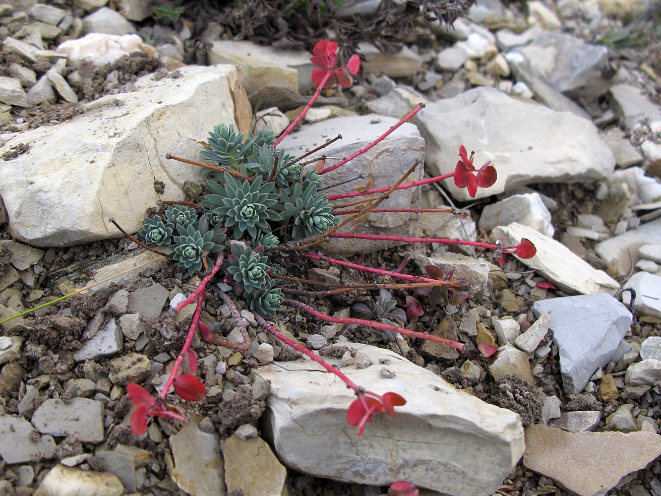 Image of Euphorbia petrophila specimen.