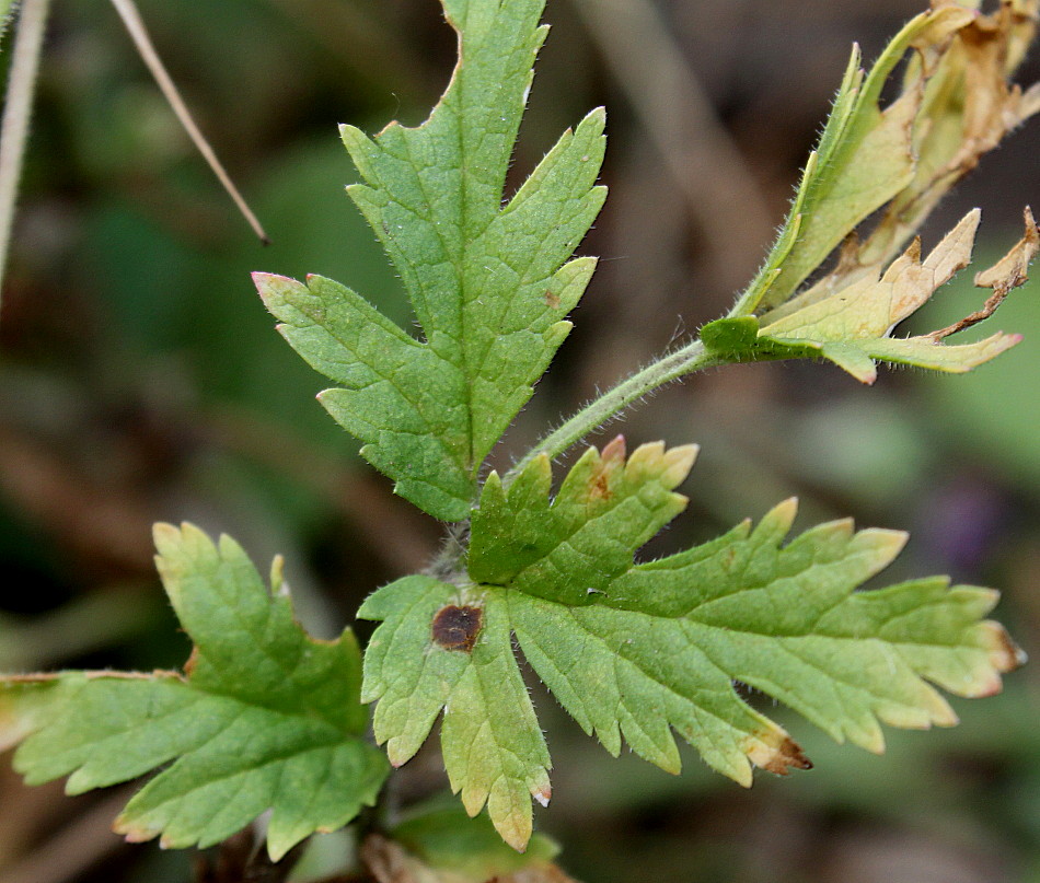 Image of Erodium gruinum specimen.