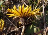 Taraxacum serotinum. Вид соцветия сбоку. Украина, г. Запорожье, балка возле с. Малышевка. 09.10.2013.