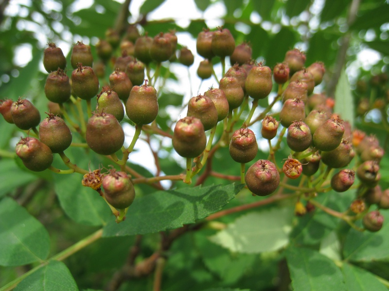 Image of Sorbus sibirica specimen.