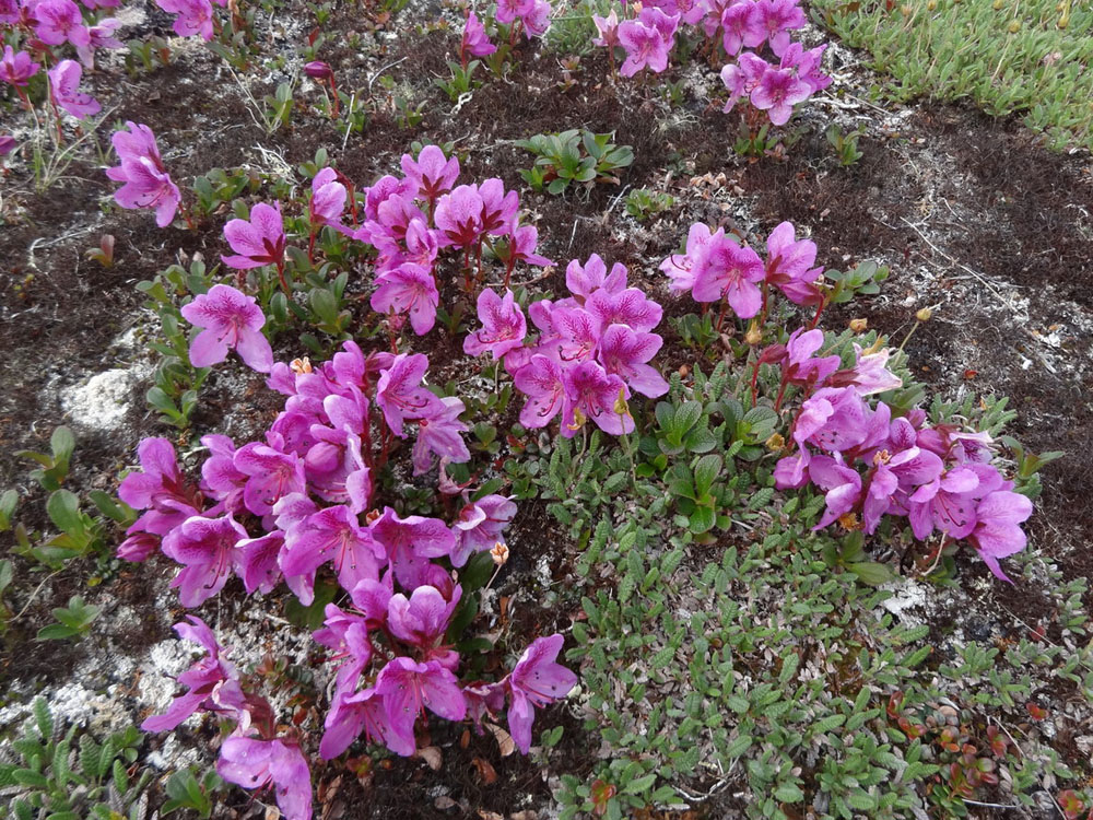 Image of Rhododendron camtschaticum ssp. glandulosum specimen.