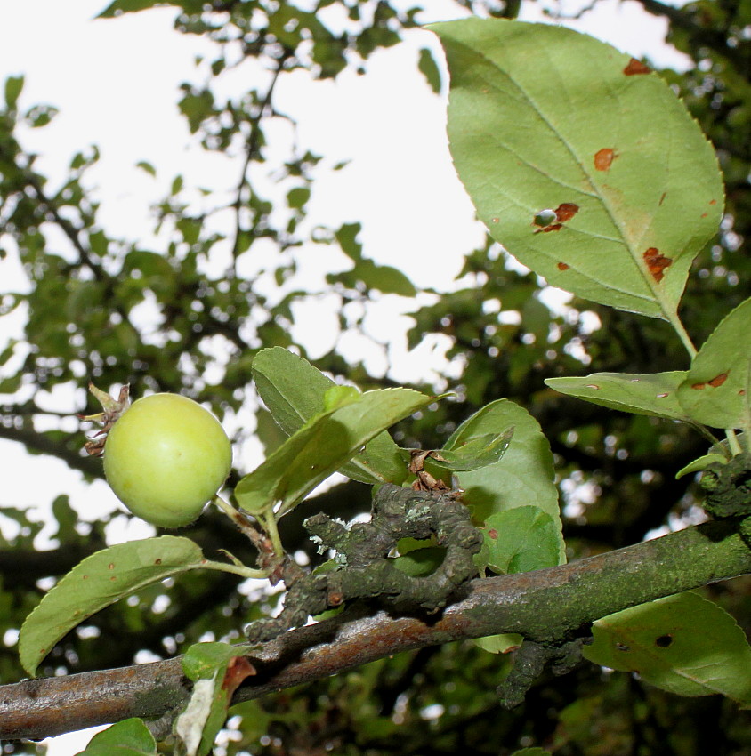 Изображение особи Malus &times; zumi.