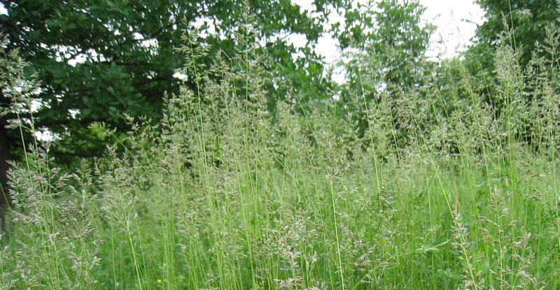 Image of genus Poa specimen.