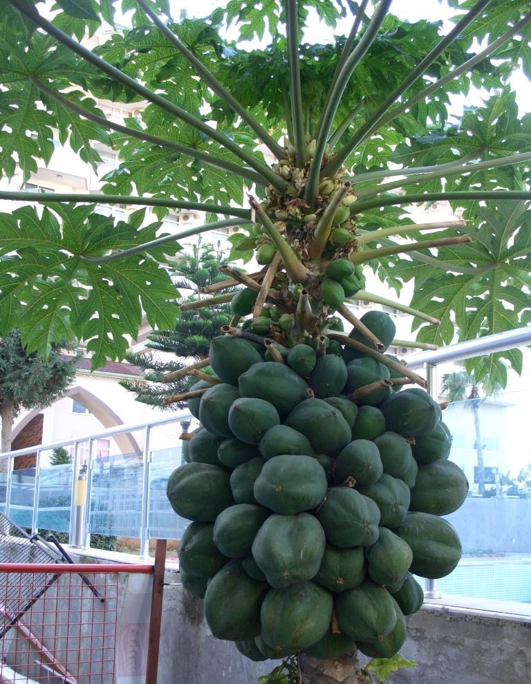 Image of Carica papaya specimen.