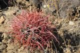 Ferocactus cylindraceus. Молодое растение. США, Калифорния, Joshua Tree National Park. 19.02.2014.