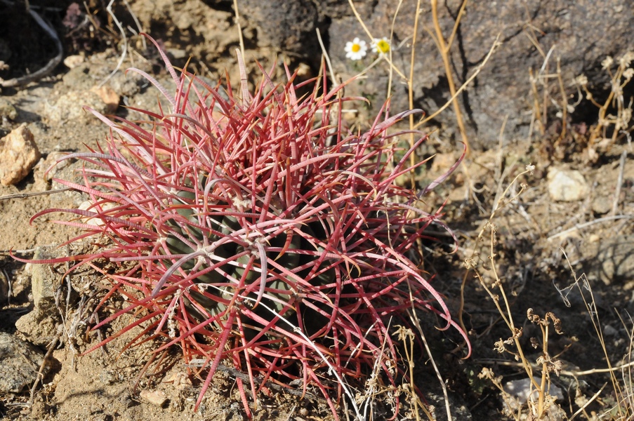 Изображение особи Ferocactus cylindraceus.