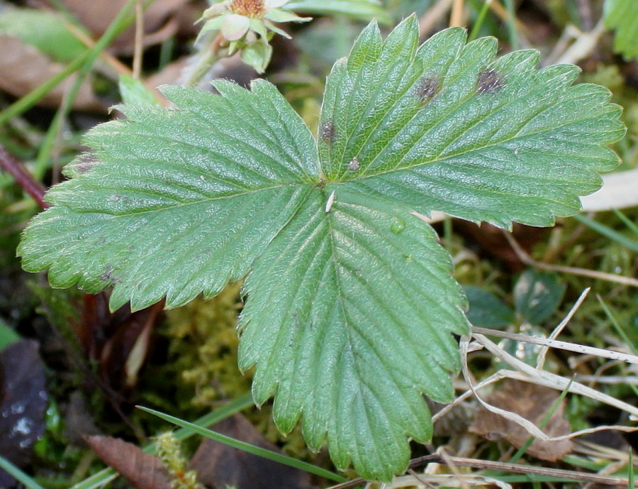 Изображение особи Fragaria chiloensis.