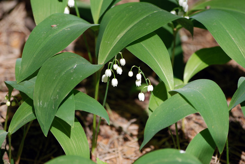 Изображение особи Convallaria majalis.