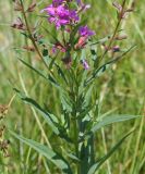 Lythrum virgatum. Нижняя часть растения. Восточный Казахстан, Уланский район, окр.с. Украинка. 09.07.2008.