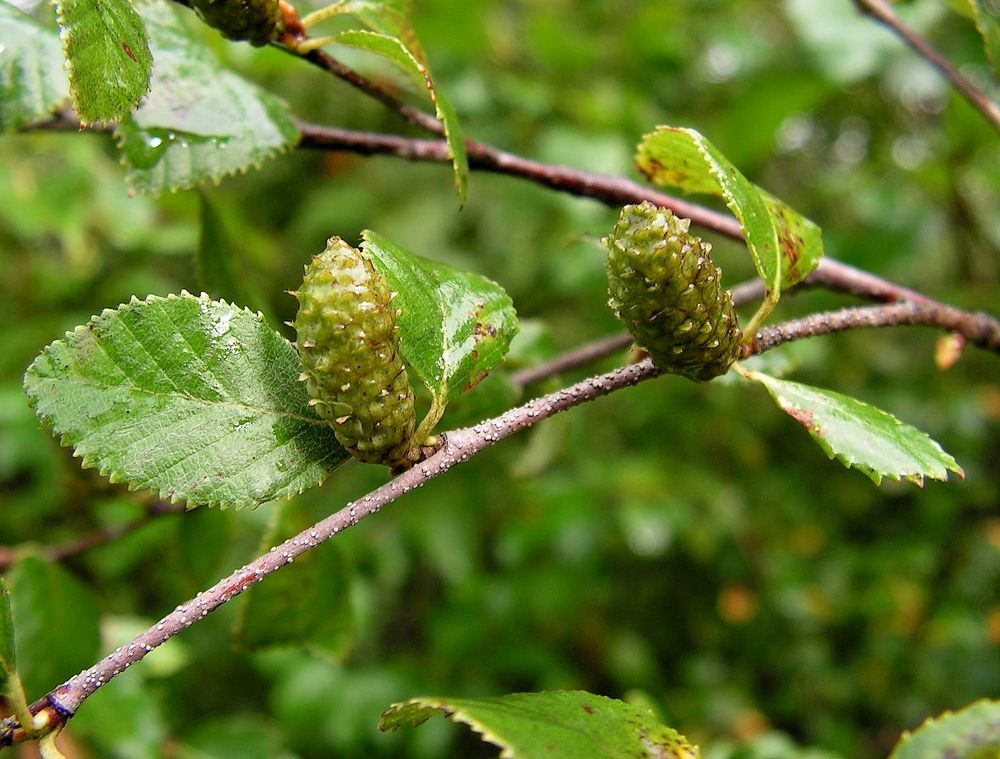 Image of Betula ovalifolia specimen.