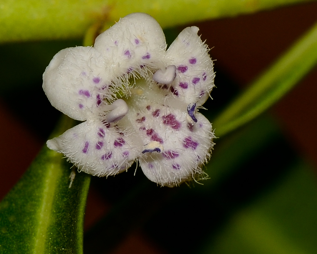 Image of Myoporum acuminatum specimen.