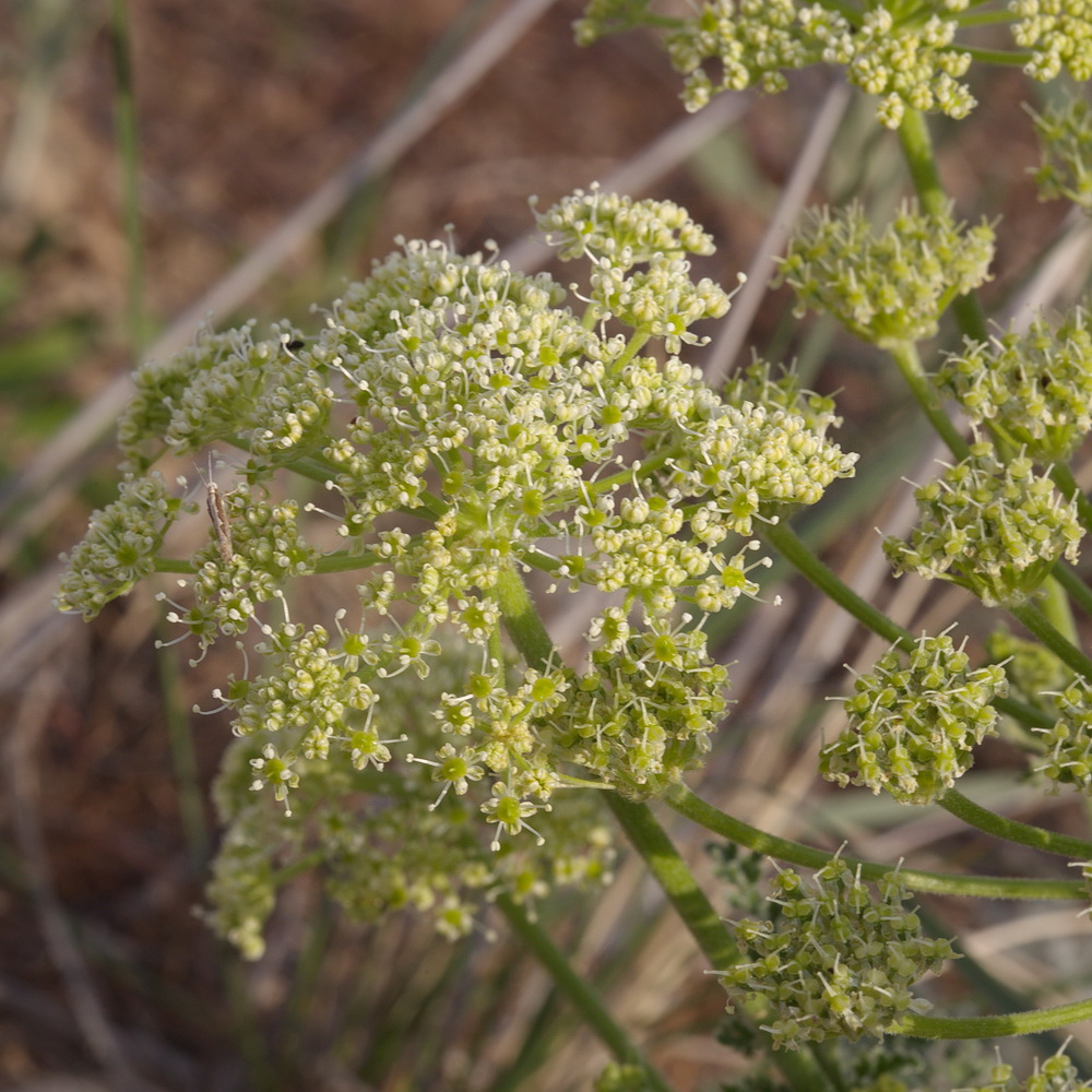 Image of familia Apiaceae specimen.