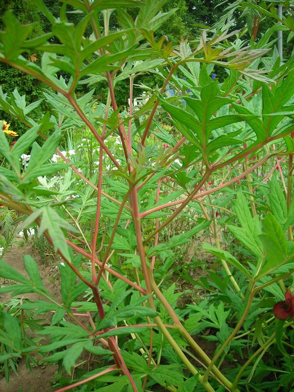 Image of Paeonia delavayi specimen.