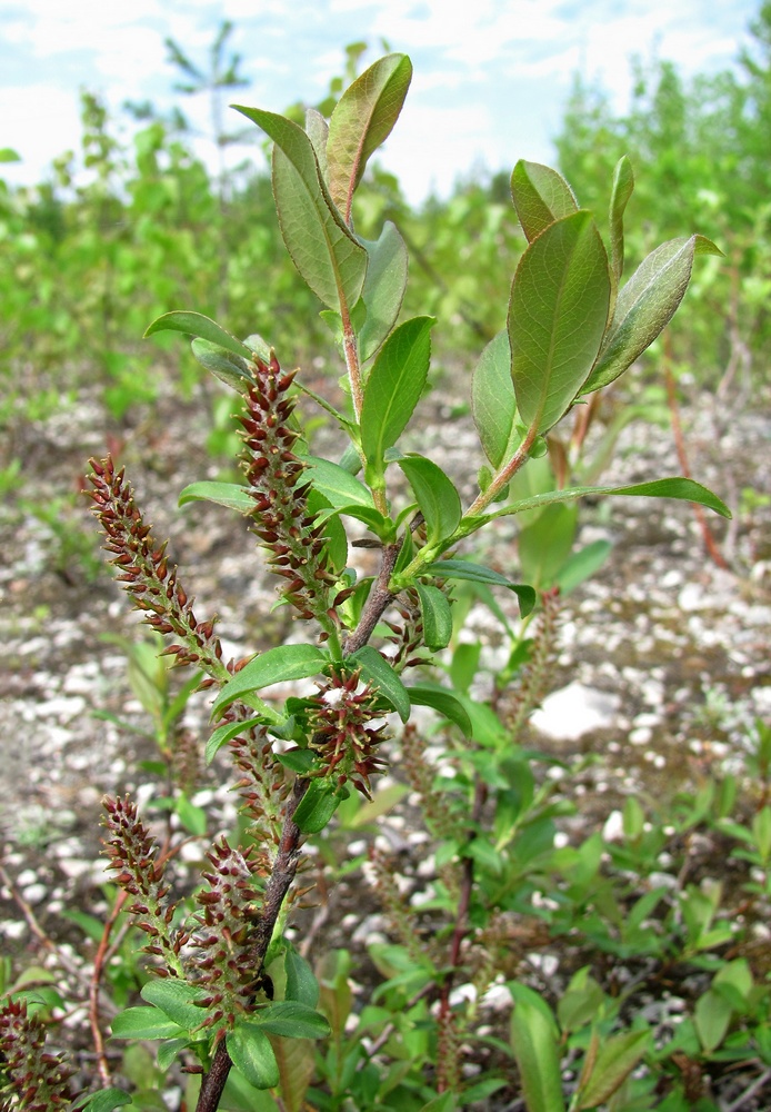 Image of Salix hastata specimen.