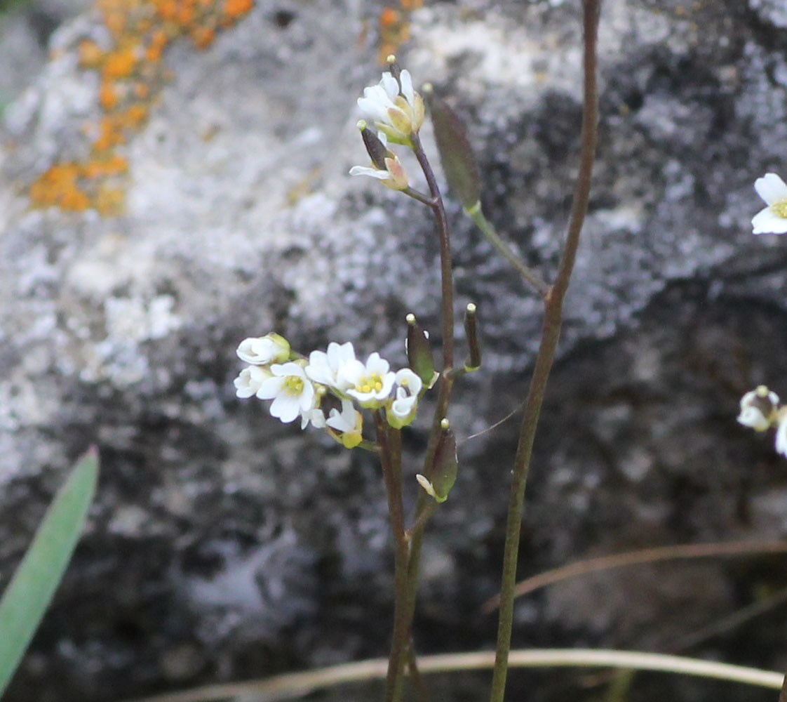 Изображение особи Draba supranivalis.