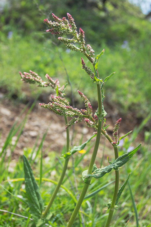 Изображение особи род Rumex.