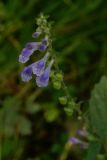 Scutellaria pekinensis. Соцветие. Приморский край, Шкотовский р-н, окр. с. Романовка, левый берег р. Суходол, на галечнике у опушки долинного леса. 01.07.2014.