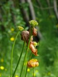 Trollius europaeus. Верхушки отцветших растений с плодами-многолистовками. Мурманская обл., Североморский р-н, окр. пос. Росляково. 17.07.2009.