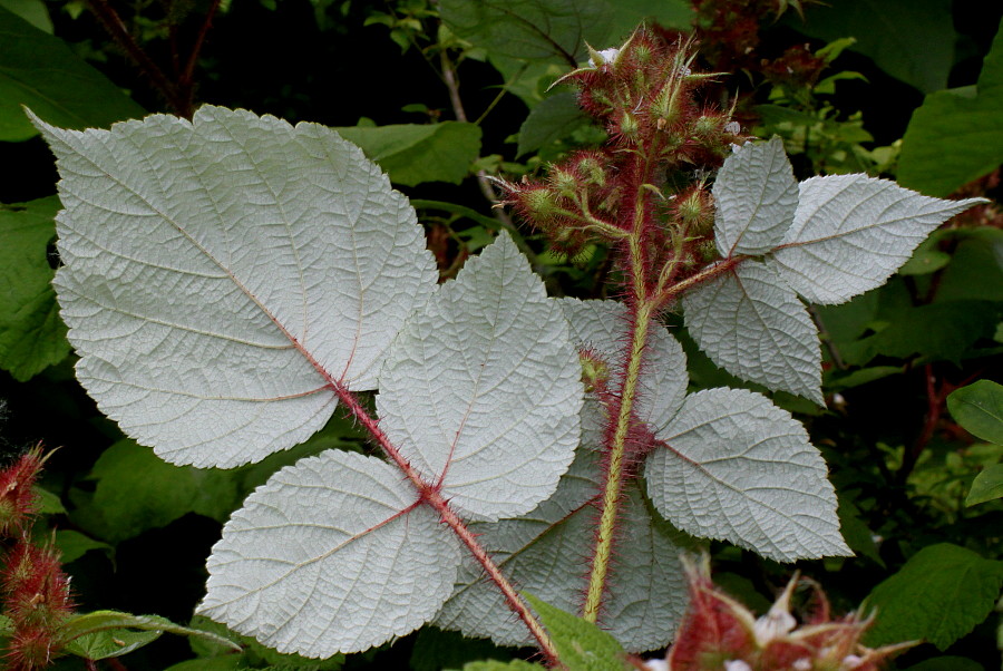 Image of Rubus phoenicolasius specimen.