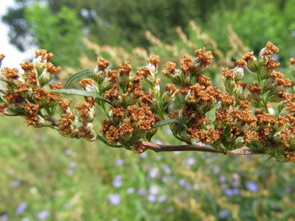 Изображение особи Artemisia vulgaris.