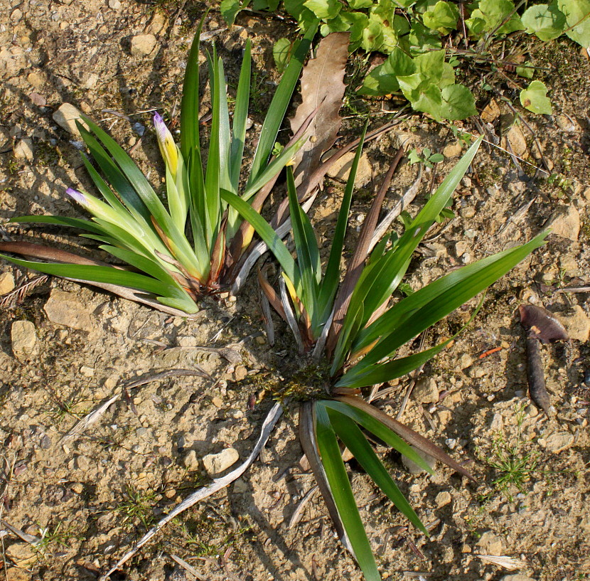 Image of Iris douglasiana specimen.