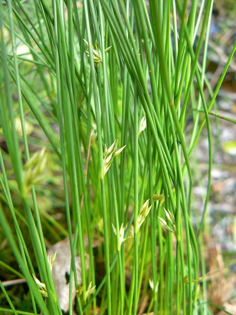 Image of Juncus filiformis specimen.