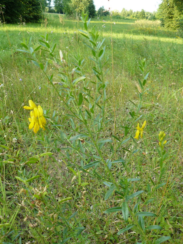 Image of Genista tinctoria specimen.