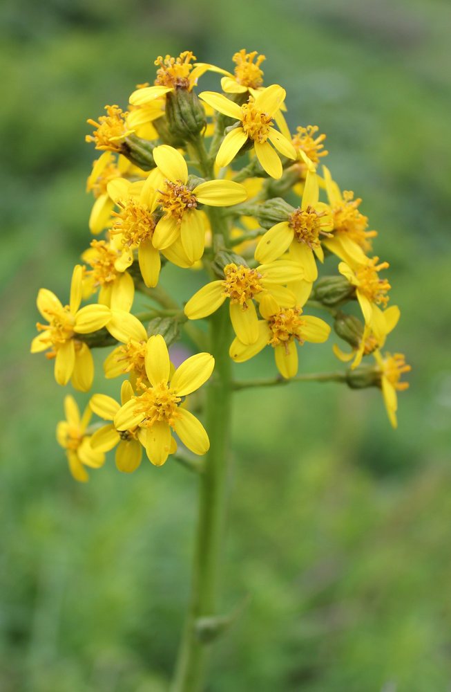 Image of Ligularia altaica specimen.