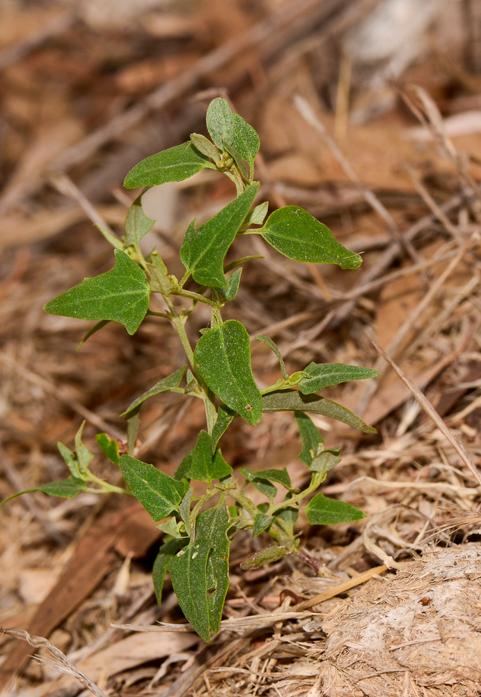 Image of Atriplex davisii specimen.