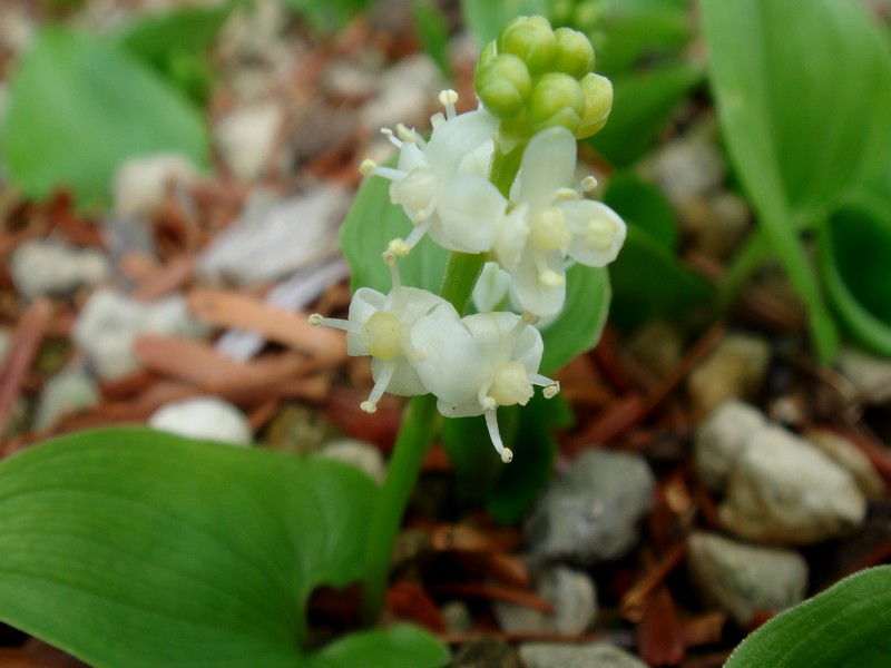 Image of Maianthemum dilatatum specimen.