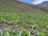 Veronica grandiflora. Цветущие растения в горной тундре в сообществе с ивой. Камчатский край, Елизовский р-н, природный парк «Налычево», подножье вулкана Авачинская сопка, каменистый склон, 950 м н.у.м. Июль 2008 г.