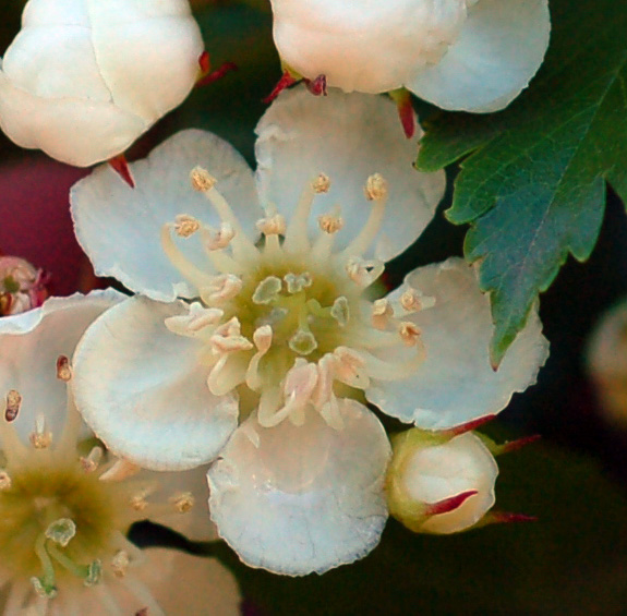 Image of Crataegus pinnatifida specimen.