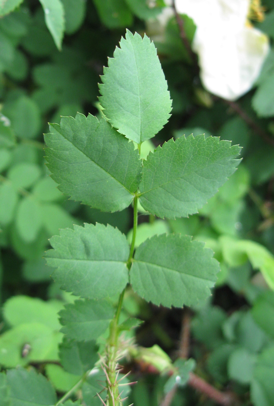 Image of Rosa spinosissima specimen.