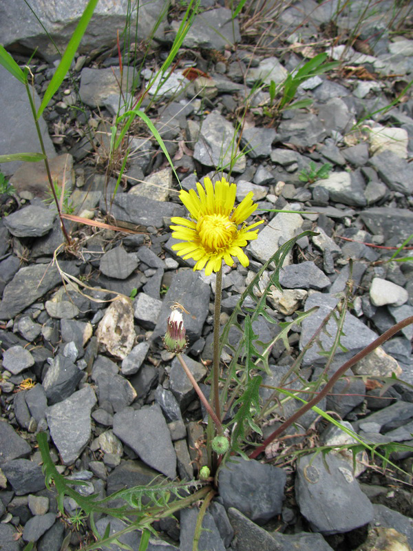 Image of genus Taraxacum specimen.