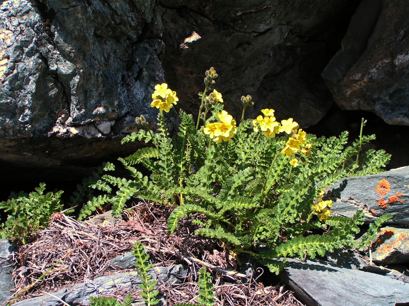 Image of Biebersteinia odora specimen.