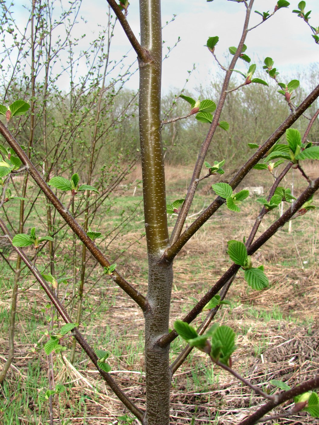 Image of Alnus incana specimen.