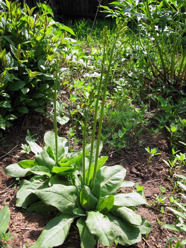 Image of Crepis praemorsa specimen.