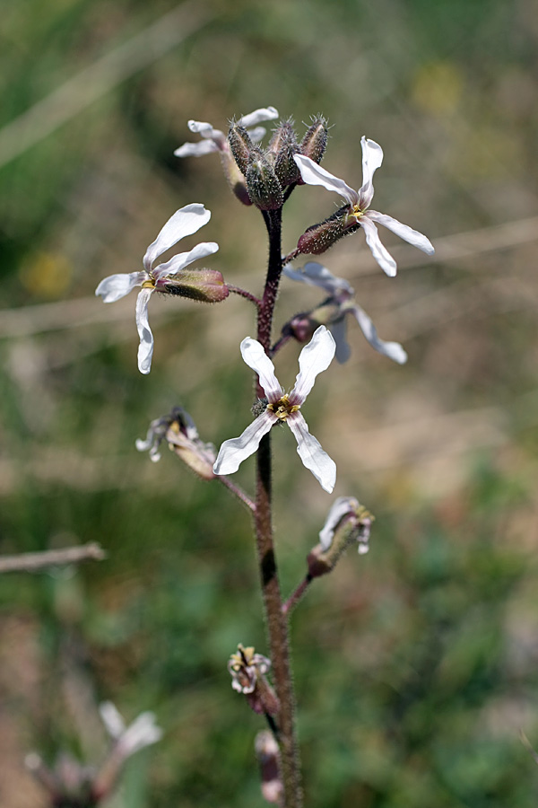 Image of genus Parrya specimen.