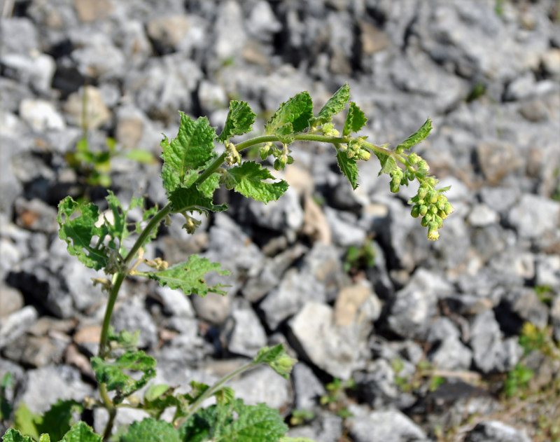 Image of Blumea lacera specimen.