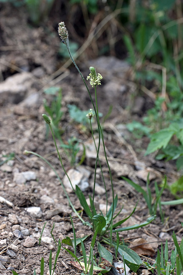 Image of Plantago lanceolata specimen.