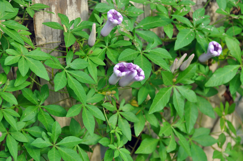 Image of Ipomoea cairica specimen.