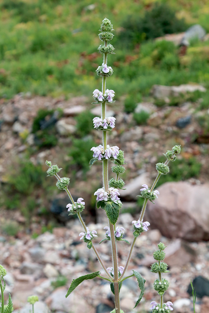 Image of Phlomoides ostrowskiana specimen.