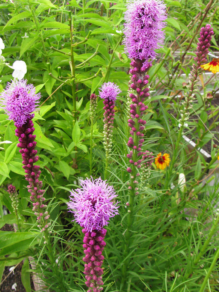 Image of Liatris spicata specimen.