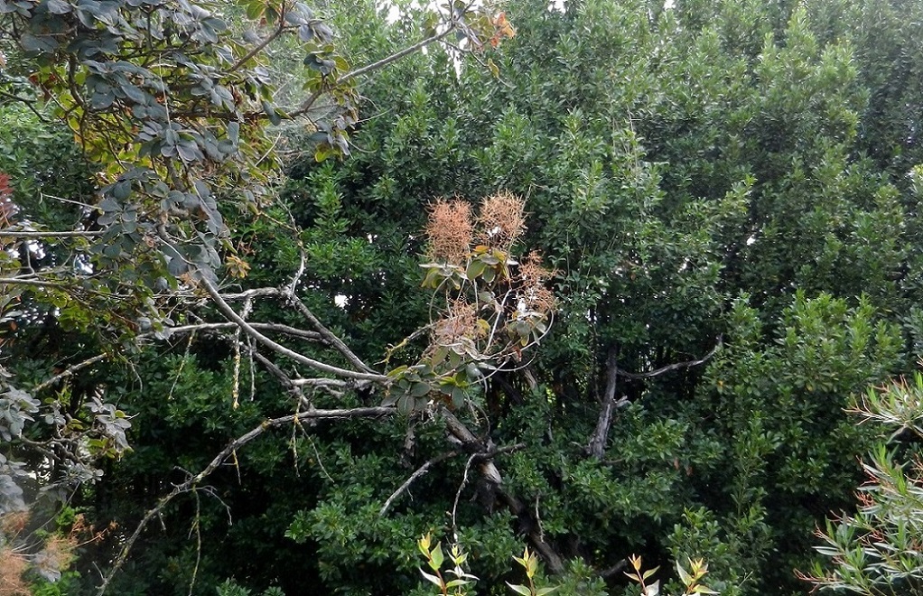 Изображение особи Cotinus coggygria.